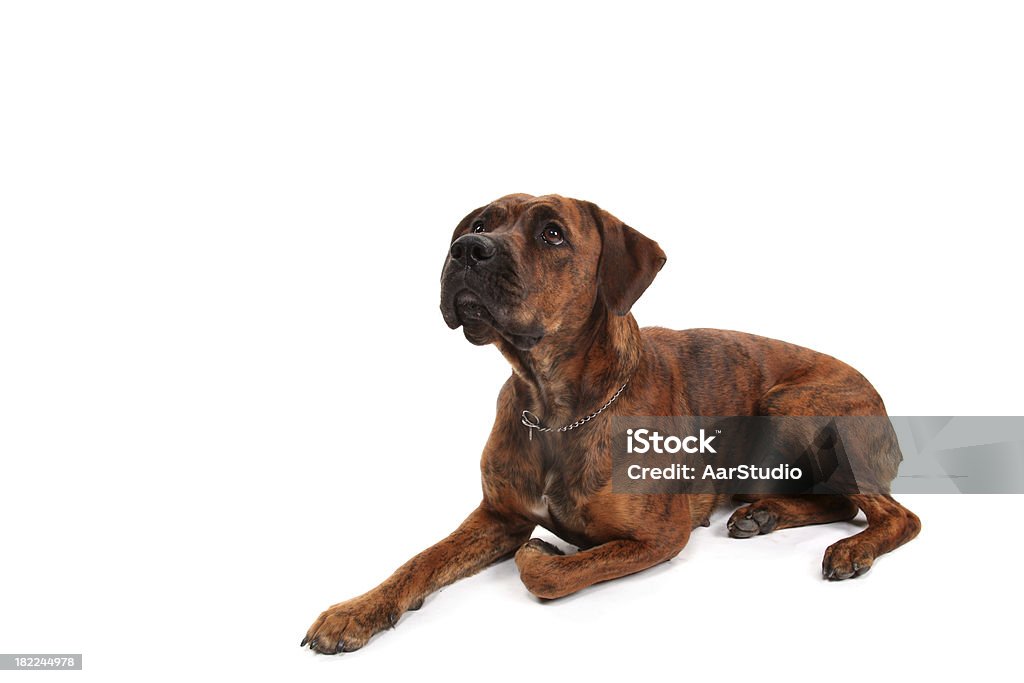 Dog lying on the floor Young mixed-breed / boxer dog lying and looking up Animal Stock Photo