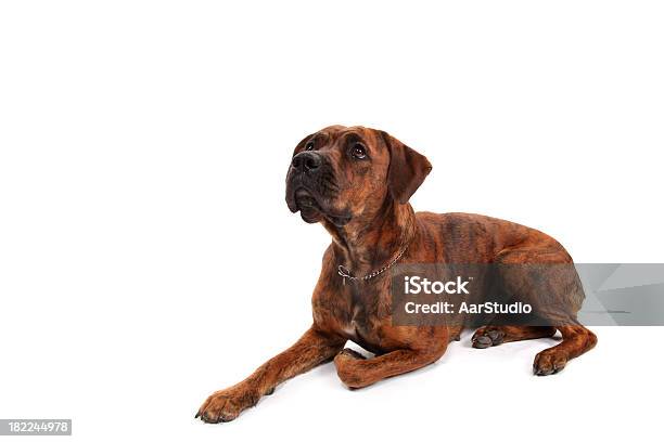 Dog Lying On The Floor Stock Photo - Download Image Now - Animal, Animal Body Part, Animal Ear