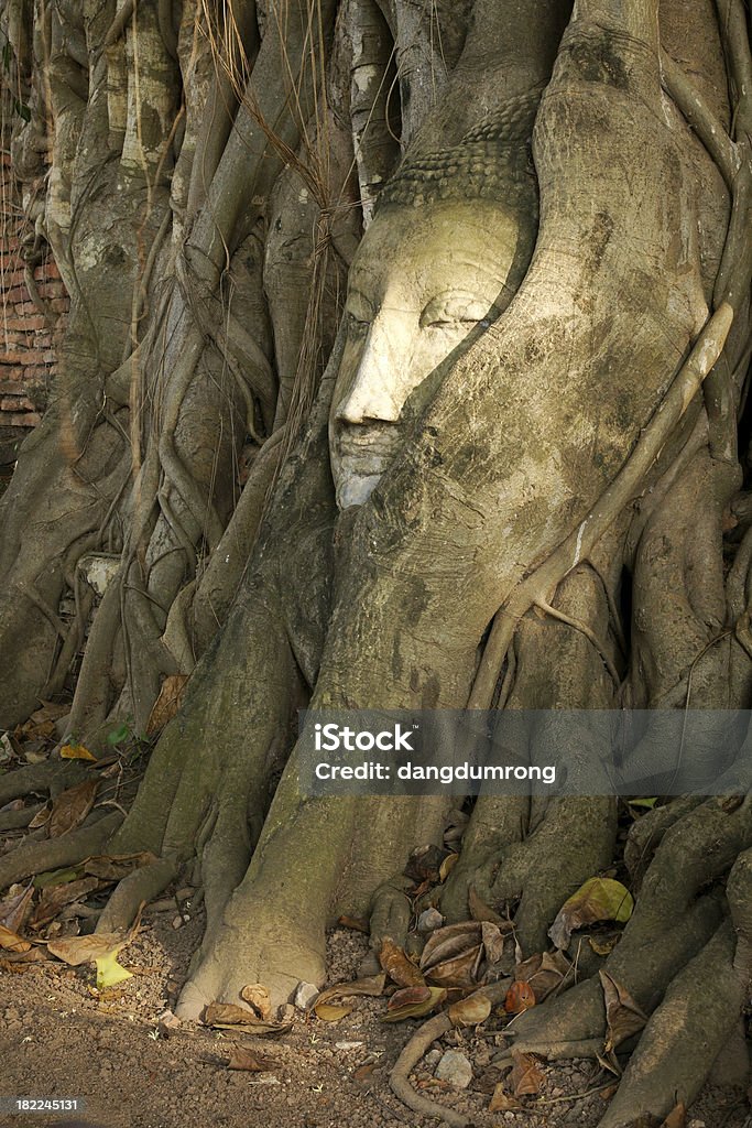 Buddha Monumente Gesicht und Kopf in den Baum Ayuttaya Thailand - Lizenzfrei Alt Stock-Foto
