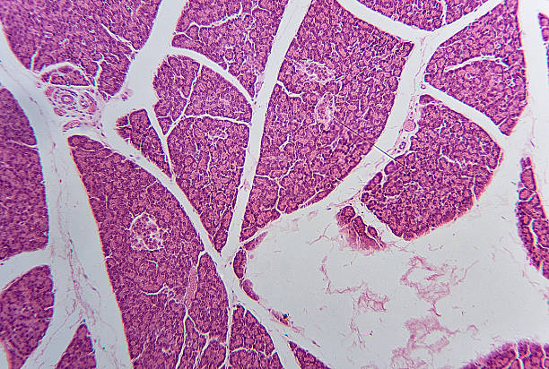 hund bauchspeicheldrüse unter mikroskop - tierische bauchspeicheldrüse stock-fotos und bilder