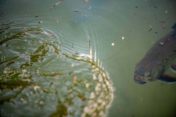 trout in the lake