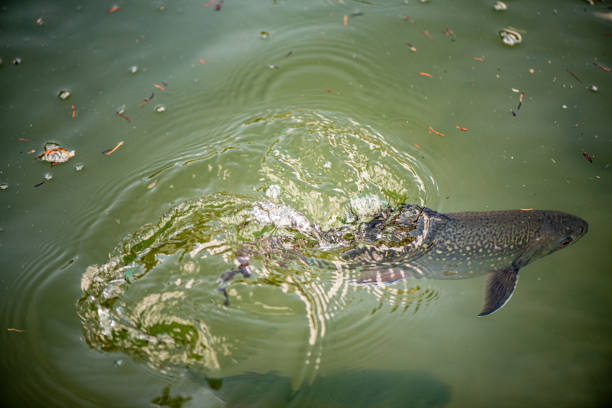 trout in the lake