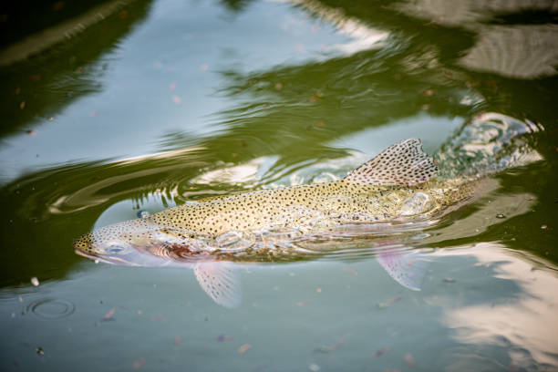 istock trout in the lake 1822454479