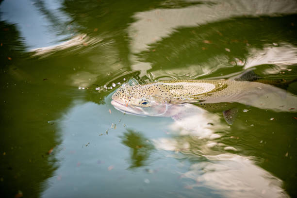 istock trout in the lake 1822454992