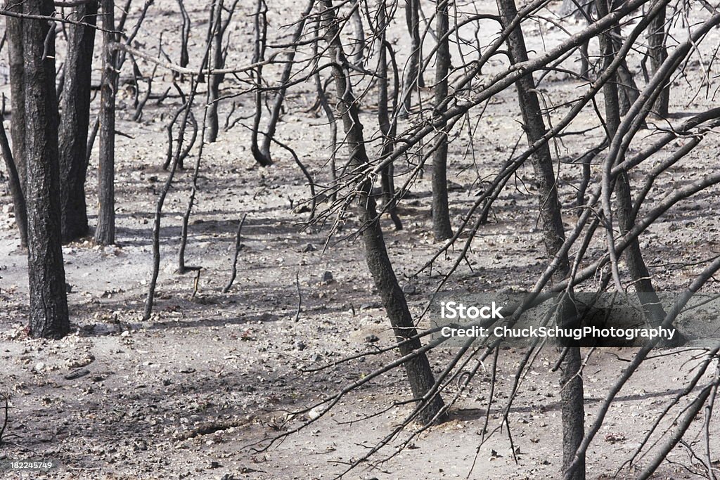 Сгоревший дерево Пепел Лесной пожар Holocaust - Стоковые фото Smoke Jumper роялти-фри