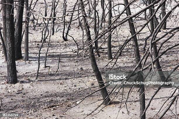 Сгоревший Дерево Пепел Лесной Пожар Holocaust — стоковые фотографии и другие картинки Smoke Jumper - Smoke Jumper, Ветвь - часть растения, Выветрившийся