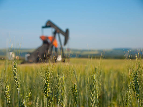 bomba de óleo pumpjack com trigo em primeiro plano - oil pump oil industry industry alberta - fotografias e filmes do acervo