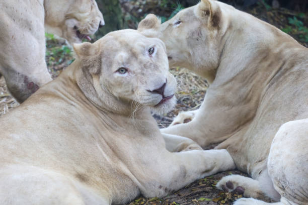 istock The female fat lion is rest after eat 1822458831