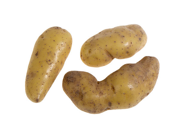 Three golden fingerling potatoes on white backgroundHorizontal composition