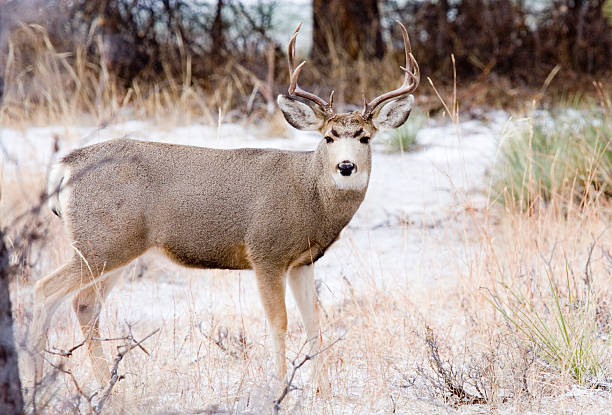 istock Colorado Mule Deer in the Winter Snow 182246524