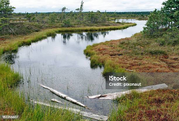 Mystic Moor Area Stock Photo - Download Image Now - Baltic Countries, Beauty In Nature, Bog