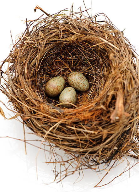 istock Birds nest eggs speckled isolated on white 182246619