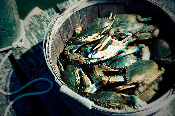 Blue Crabs in old Bushel Bucket Stylized