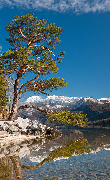 istock Scotch Pine, Lake Grundlsee, Styria, Austrian Alps, Mountain Scenics (XXXL) 182247225