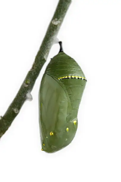 The chrysalis of a Monarch butterfly hanging from the stem of a Swan Plant stripped bare by the caterpillars. It is about half way through the chrysalis stage and the wings of the forming butterfly can be seen through the shell.Shallow depth of field with focus on the front of the gold rim.