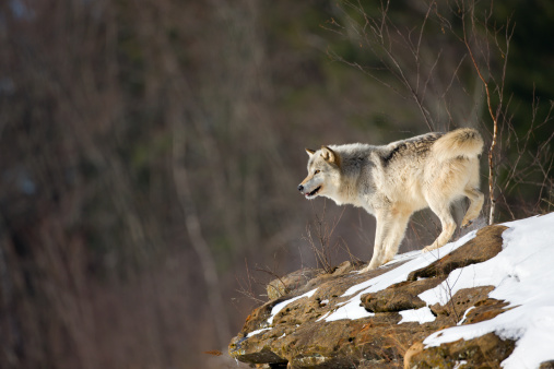 Gray wolf stands alone on a rocky precipice in the wilderness.Click below to see more of my wolf images.