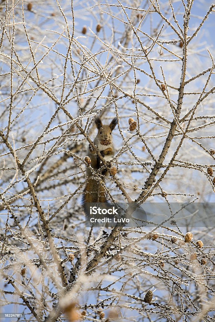 Ardilla con un cono alerce - Foto de stock de Aire libre libre de derechos