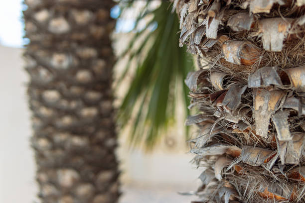 pillar of palm trees close-up, focus on the front palm tree, background blurred, beautiful summer landscape
