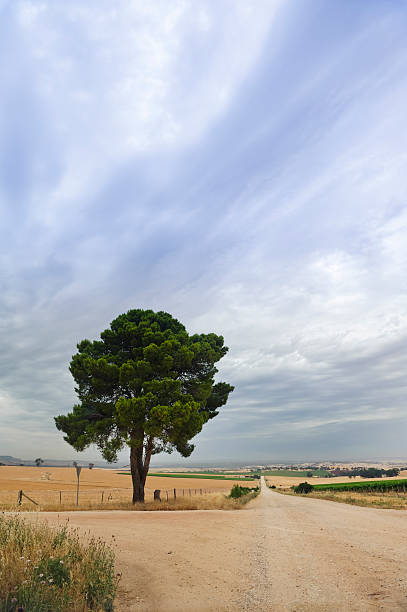 istock Rural scene roadside farm field tree 182248038
