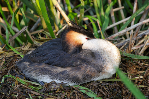 great crested grebe sits in its nest