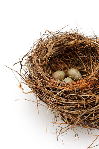istock Birds nest eggs speckled isolated on white 182248245