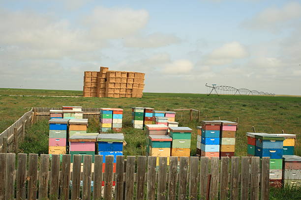 istock multicolored bee hives stacked field with haystack and irrigation pivot 182248252