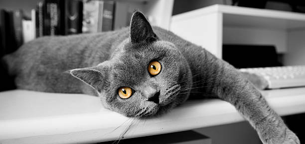 The muzzle of gray cat with big eyes close-up. Black and white photo.