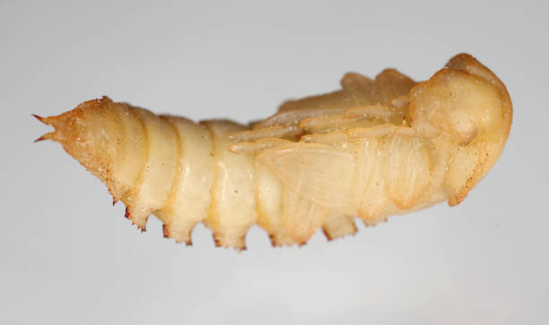 istock Darkling beetle Tenebrio molitor Pupa of Beetle on a grey background. 1822484784