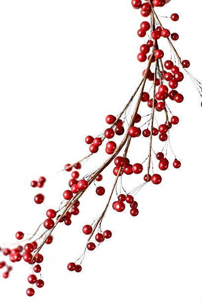 istock holiday berries shallow depth of field 182248552