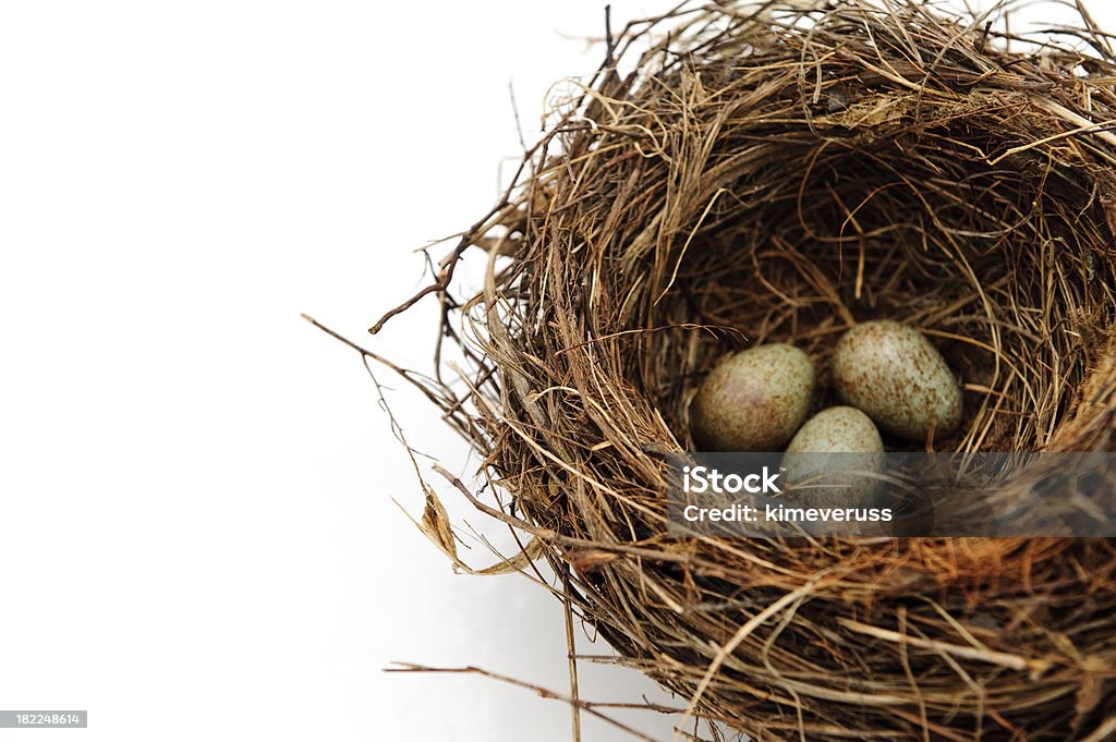 Vögel Eier im nest Gepunktete, isoliert auf weiss - Lizenzfrei Bildschärfe Stock-Foto