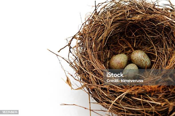 Vögel Eier Im Nest Gepunktete Isoliert Auf Weiss Stockfoto und mehr Bilder von Bildschärfe - Bildschärfe, Blau, Drei Gegenstände