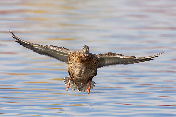 Female Mallard Duck stock photo