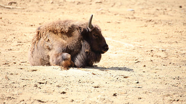 istock Wisent animal European bison, Poland 182248775