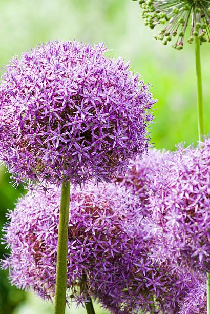 istock Allium 'Globemaster' ornamental onion - XIV 182248873