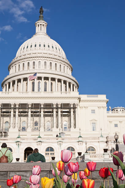 istock Tulips at the Capitol 182249129