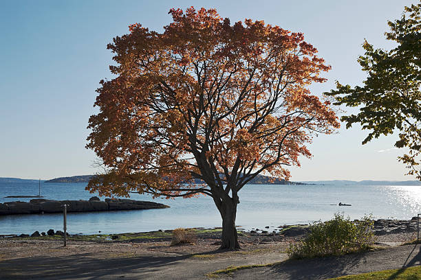 Maple tree by the sea . Maple tree in autumn. Back lit. View of the Oslo fjord.  Norway.Lightbox: norway autumn oslo tree stock pictures, royalty-free photos & images