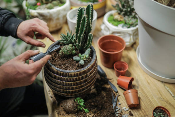 istock Potted Ornamental Plants And Making Arrangements 1822493542