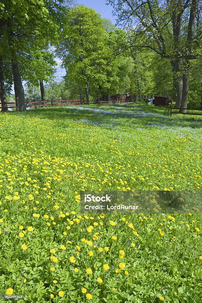 Spring meadow - Foto de stock de Aire libre libre de derechos