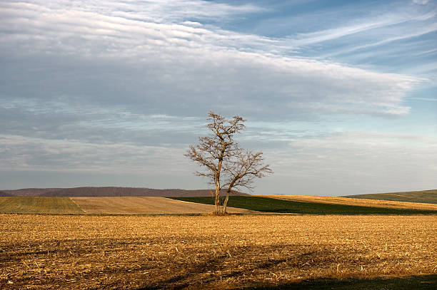 裸ローンツリーファームフィールド内の田園風景 - bare tree tree single object loneliness ストックフォトと画像