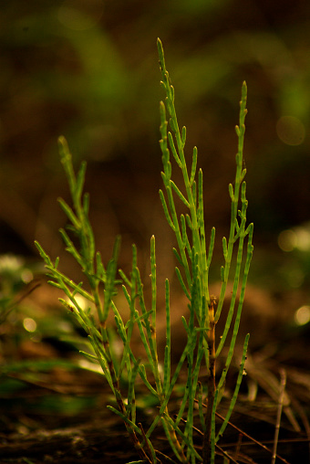 Pradiphat Pine, sapling of Iron Wood growing in the beach forest