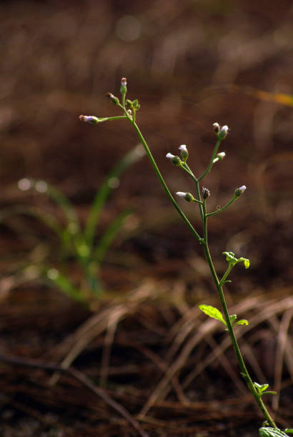 istock Little Ironweed grass field in the morning light 1822496258