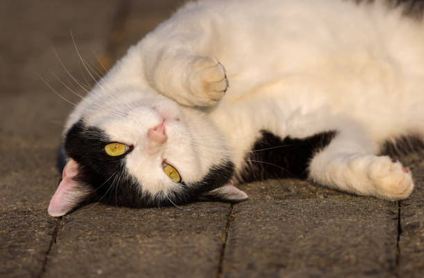 istock black and white domestic cat 1822496476