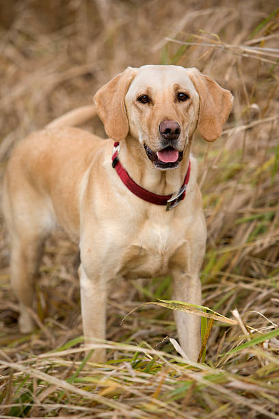 желтый лаборатории охота - pheasant hunting dog retriever стоковые фото и изображения