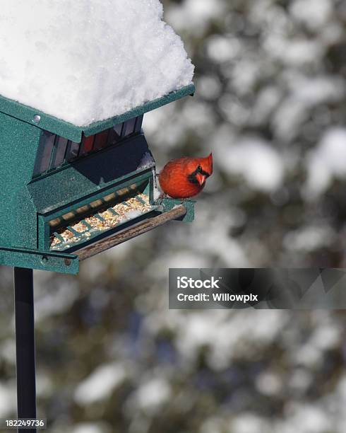 Norte Do Cardeal Cucu No Inverno Neve Comedouro De Pássaro - Fotografias de stock e mais imagens de Alimentar