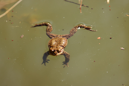 a swimming toad in a pond