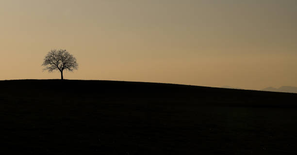 istock single tree on top of a hill after sunset 1822497923