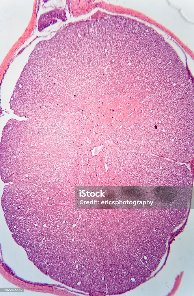 Spinel Rabbit Rabbit Spinal Cord Stock Photo - Download Image Now - Anatomy, Animal ...