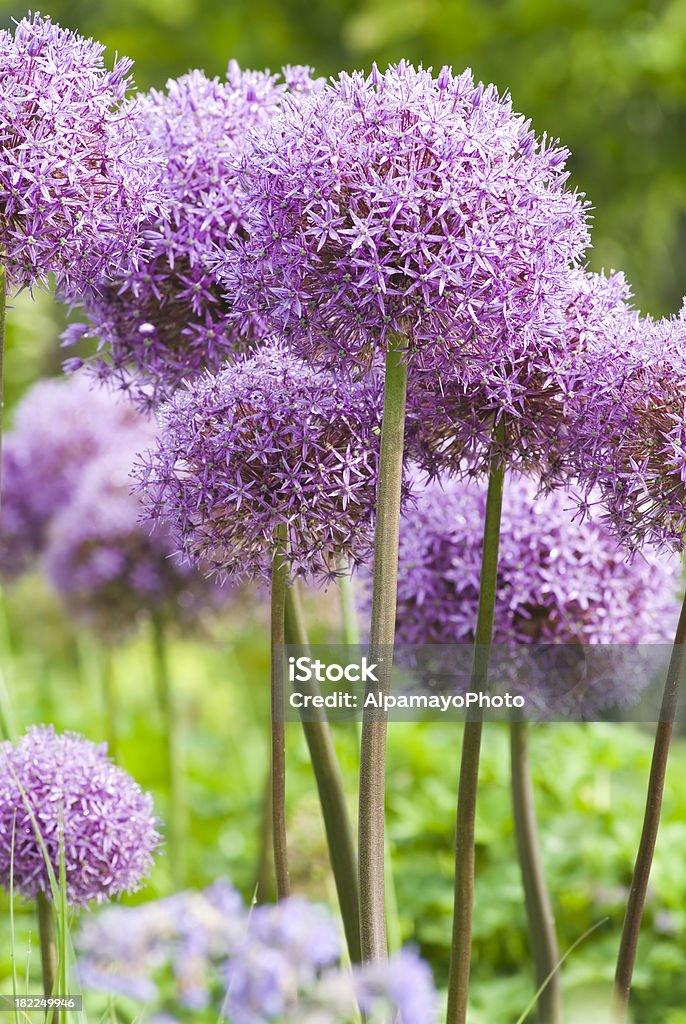 Allium'Globemaster'cebolla decorativa-XV - Foto de stock de Aire libre libre de derechos