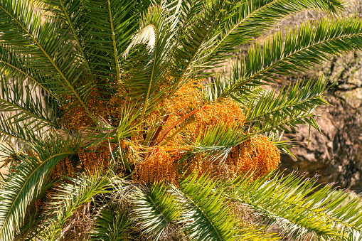 Canary Date Palm With Fruits Seen In The Valley Of Agaete In The Northwest Of Gran Canaria