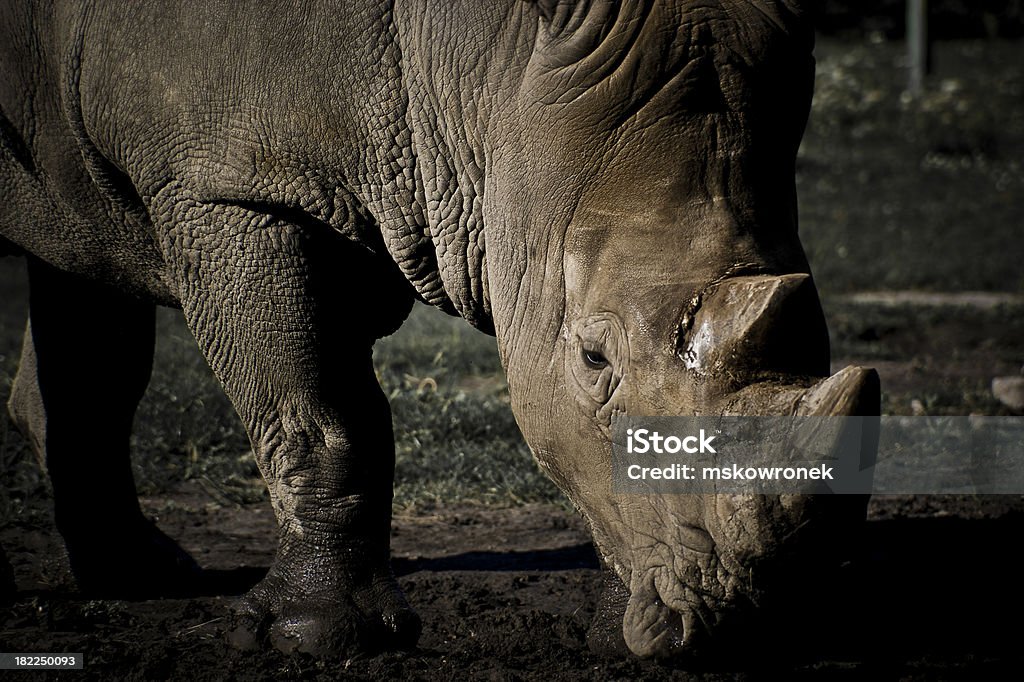 Rinoceronte en un campo - Foto de stock de Animal libre de derechos